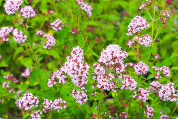 Oregano flowers on a green background, top view. Origanum vulgare, marjoram medicinal plants
