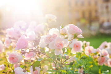 Pink flowers at sunset in city park, sunlight, flare. Blooming pink rose flower on fantasy mysterious floral  background and sun rays