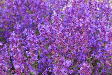 Salvia officinalis macro. Purple flowers on meadow. Medicinal herb, Meadow Clary or sage - 467728074