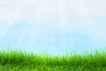 Fototapeta na wymiar Spring nature background with grass and blue sky as background. Green grass abstract summer background