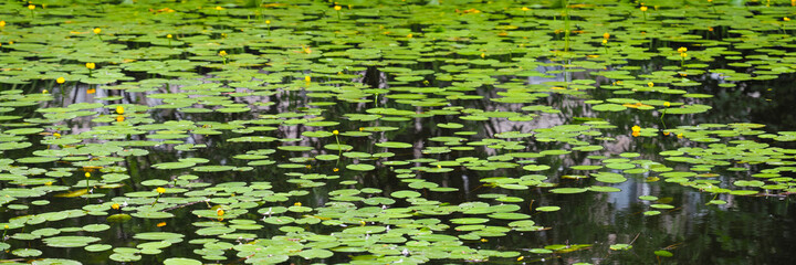 Surface of the lake overgrown with yellow water lilies, panoramic view, wetlands
