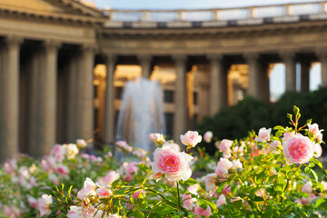 Summer sunny sunset with view of the Kazan Cathedral in Saint Petersburg. Pink roses in front of it, rosarium, fountain