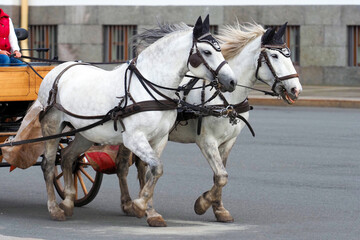 Two white horses and carriage on the city street. Crew