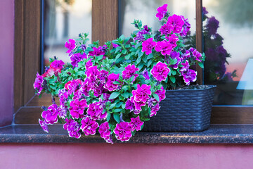Window with flower pots on the facade of the building. House window decorated with colorful...