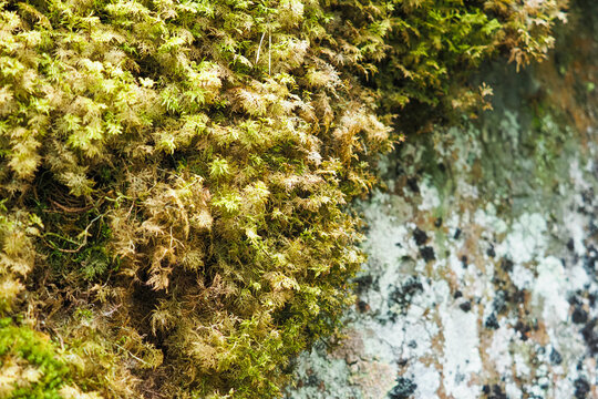 Neckera pennata or Shingle moss growing on northern rocky mountain, macro, soft focus