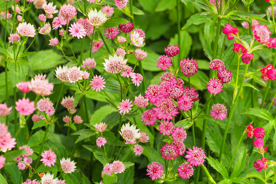 Pink astrantia flowers, top view. Astrantia major pink symphony