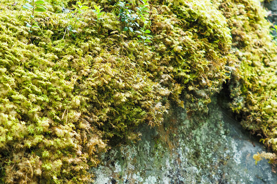 Shingle moss or Neckera pennata growing on northern rocky mountain, soft focus