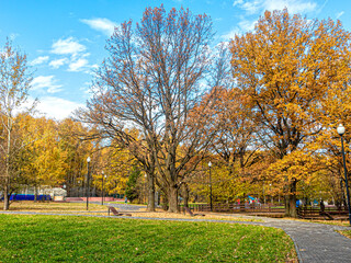 Bright yellow foliage on big old trees in the city park