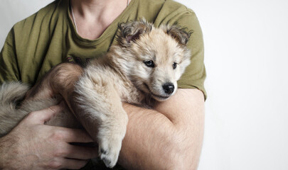 Beautiful cute puppy dog in caring male hands.