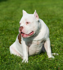 American Bully puppy dog sitting on green grass