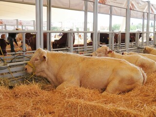 charolais breed of cows