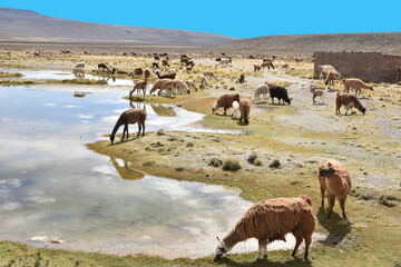 Fototapeta na wymiar Troupeau de vigognes dans les Andes, Pérou
