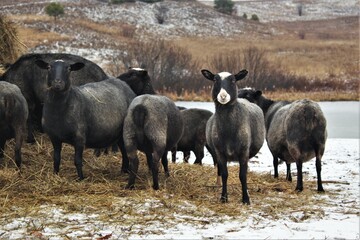 Naklejka na ściany i meble sheep in the snow