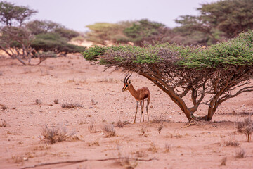 Fototapeta na wymiar Shy Gazelle seeking shelter under an acacia near Djibouti City in the dusty desert
