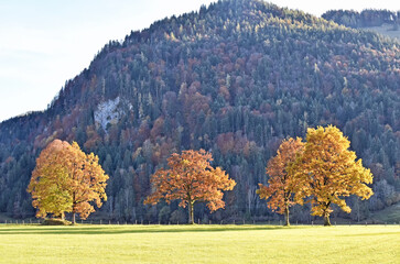 Herbstbäume in Tirol