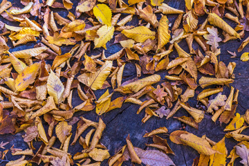 Autumn leaves scattered on a large tree stump
