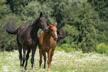 Naklejka na ściany i meble two horses grazing in a meadow