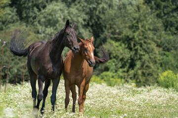two horses grazing in a meadow