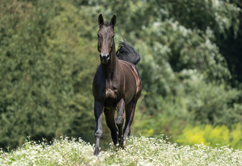 dark horse in trot on the meadow