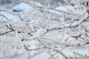 Snow-covered tree branches after a snowfall. Selective focus.