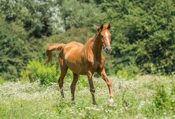 horse running in canter on the meadow