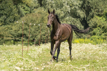 Horse running in canter in the meadow