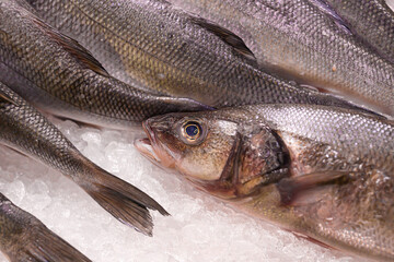 fresh river fish on ice. fish market
