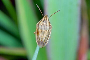 Macro photo of a Bishops Mitre Shieldbug (Aelia acuminata). This is a common cereal pest. 