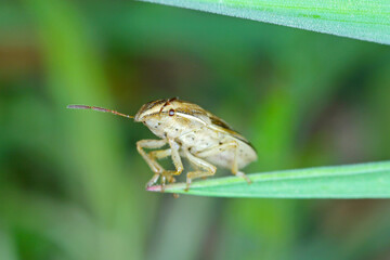 Macro photo of a Bishops Mitre Shieldbug (Aelia acuminata). This is a common cereal pest. 