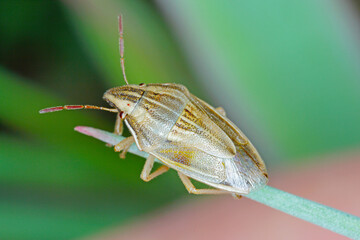 Macro photo of a Bishops Mitre Shieldbug (Aelia acuminata). This is a common cereal pest. 