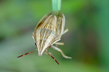Macro photo of a Bishops Mitre Shieldbug (Aelia acuminata). This is a common cereal pest. 