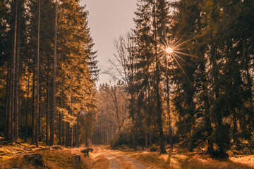 autumn forest in the morning