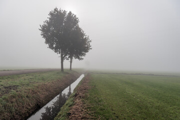 Dutch polder landscape on a foggy autumn morning. Diagonally in the image is a ditch with a...