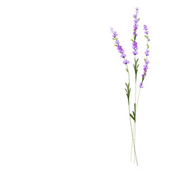 Obraz premium Lavender vector stock illustration. Purple flowers. A delicate bouquet for a wedding invitation. Fragrant herbs of Provence. Isolated on a white background.