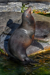 Sea-lion on the stone. Latin name - Zalophus californianus	