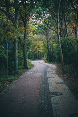 Fototapeta premium path in autumn forest