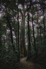 Obraz premium Großer Baum-Costa Rica