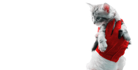 christmas kitten in santa claus hands in red gloves. Portrait striped maine coon cat banner with copy space. Happy new year post card