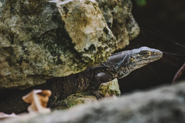 Leguan-Mexiko