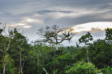 Obraz na płótnie Canvas Dschungel-Costa Rica