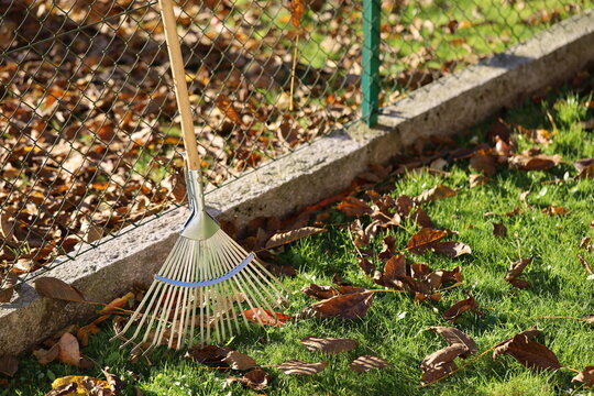 Rake next to fence on sunny autumn day, leaves from neighboring tree fall on your own property, neighborhood dispute concept image