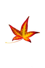 Autumn painting, Autumn maple leaves, Solitary leaf on white background, different colors. Yellow, red, burgundy, green, orange, Tree with wide, in most species, figured leaves.

