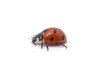 Little ladybug beetle.