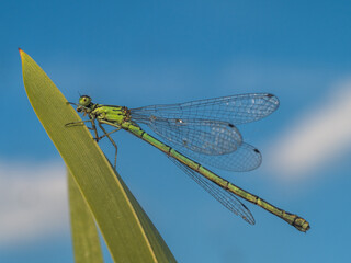Blick von unten auf eine große grüne Libelle die vor blauen Himmel an einen Schilfhalm sitzt.