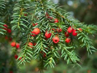 Reife rote Früchte der europäischen Eibe (Taxus baccata) wachsen an kleinen Zweigen des...