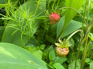 wild strawberry in the garden