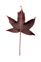 
Dark burgundy maple leaf. Isolated on white background