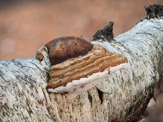 Einzelner Birkenporling (Fomitopsis betulina) wächst an einen auf dem Waldboden liegenden weißen Birkenstamm. © goldi59