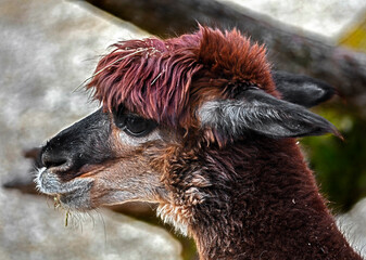 Red alpaca`s head. Latin name - Vicugna pacos