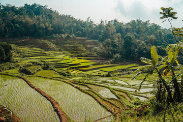 Beautiful Green rice terraces in Mai Chau Vietnam 